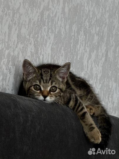 Продаеться бенгальский кот