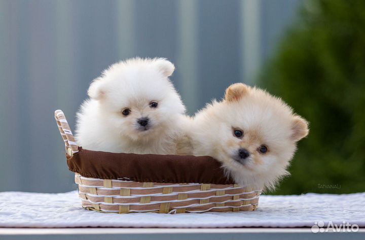 Немецкий шпиц