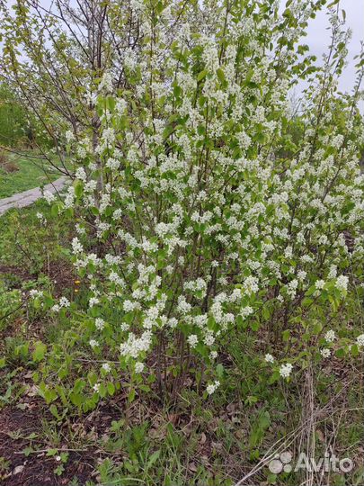 Ирга обыкновенная окс