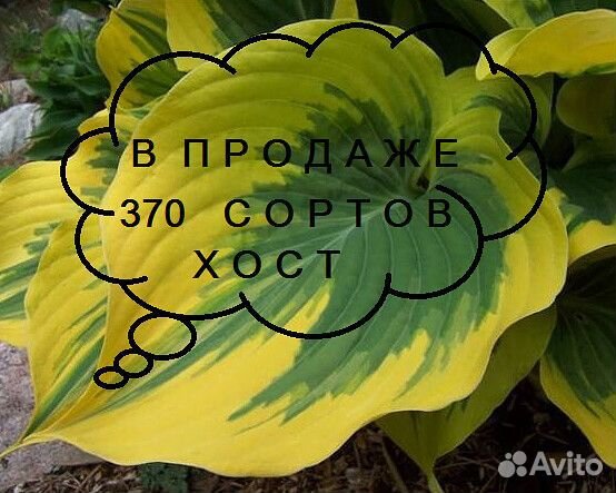 Хосты, садовые многолетние растения