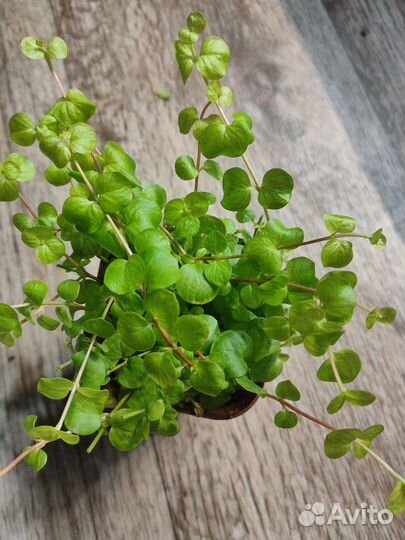 Бакопа вегетативная