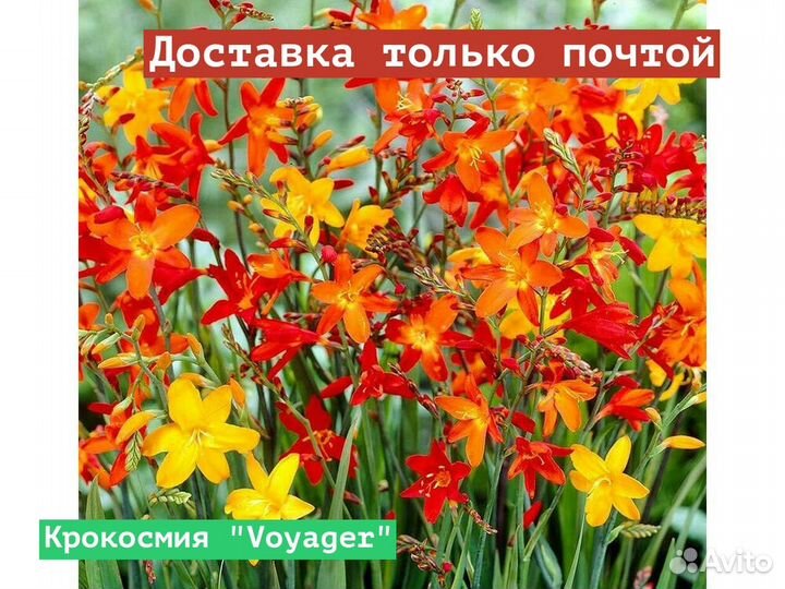 Крокосмия Voyager