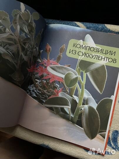 Книга о кактусах