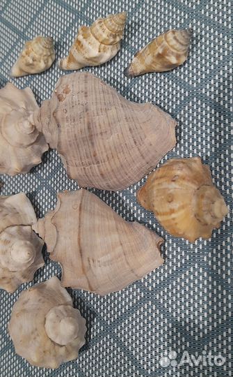 Ракушки морские, набор
