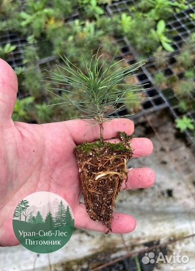 Сеянцы зкс Сосна Ель Лиственница окс Голуб Горн