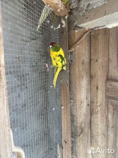 Попугай какарик