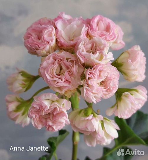 Пеларгонии сортовые