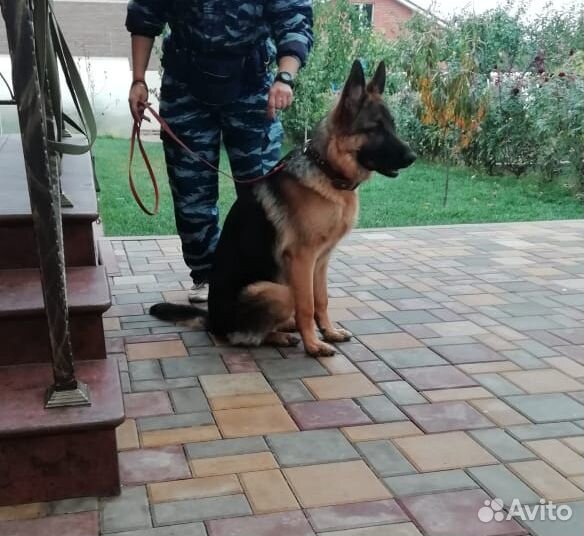 Кинолог. Дрессировка собак Батайск, ро