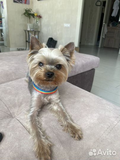 Йоркширский терьер вязка мальчик