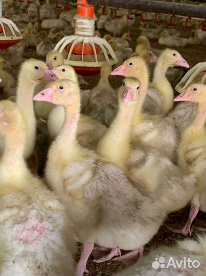 Гуси подрощенные