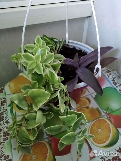 Аптения вариегатная