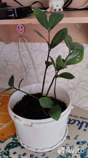 Замиокулкас (долларовое дерево)