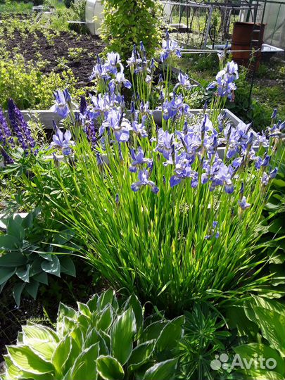 Ирисы бородатые,зол.шар,очиток георгины