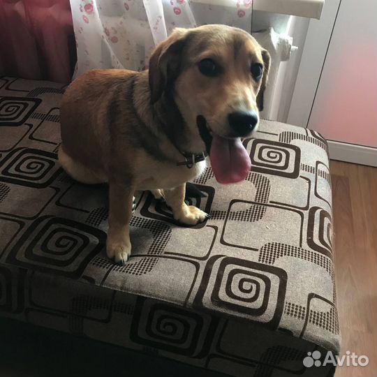 Отдам даром бесплатно