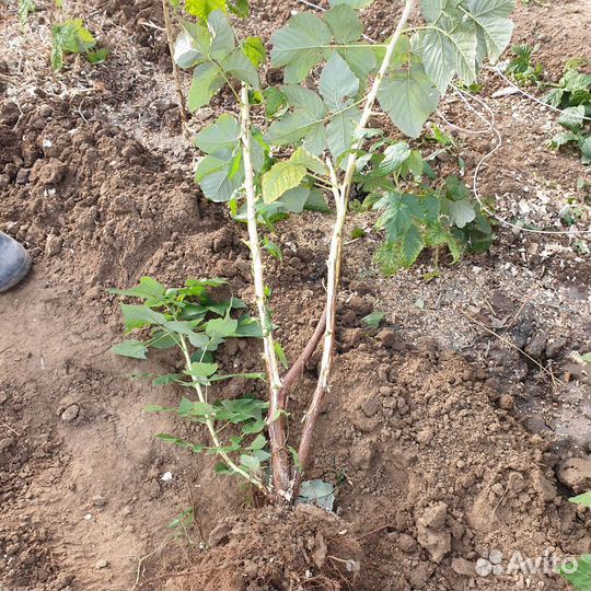 Саженцы Жёлтой малины