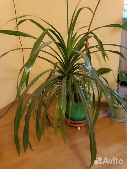 Пальма панданус