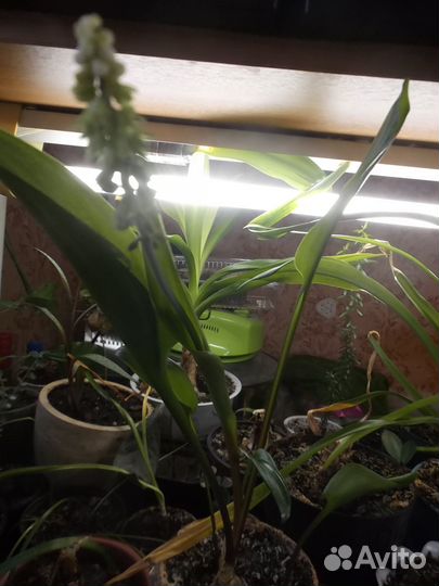 Эпифиллум,Сансевиерия и др