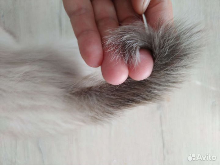 Кошки породистые бесплатно