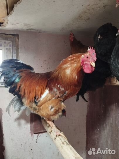 Петухи породистые Амераукана, кучинские