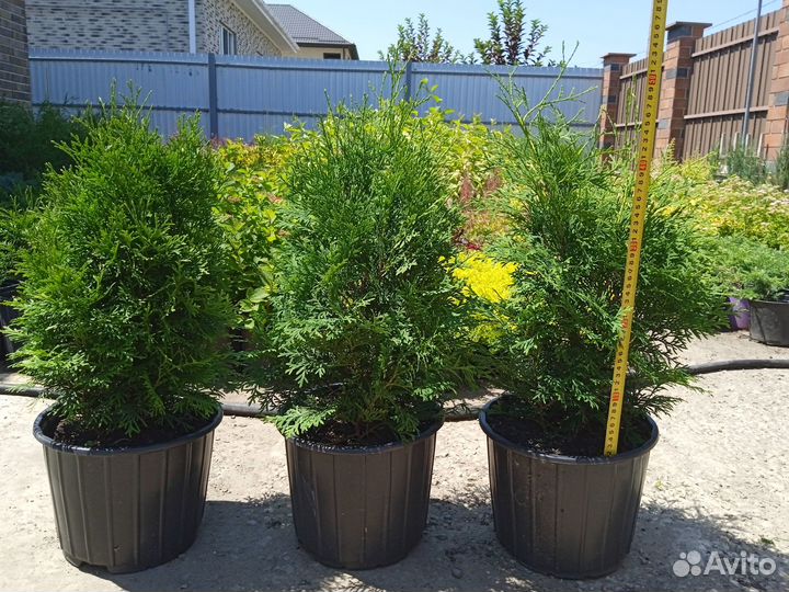 Посадочный материал, декоративные растения