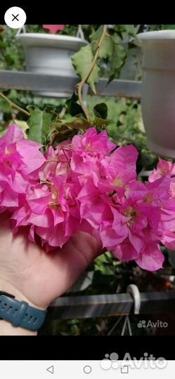 Бугенвиллия