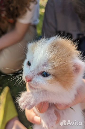 Пушистое счастье