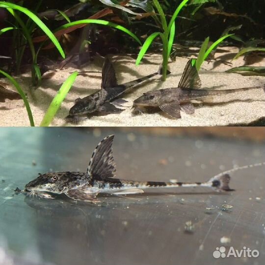 Симилима Лорикария Королевская мирный редкий сом