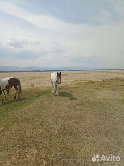 Кобыла 3 года