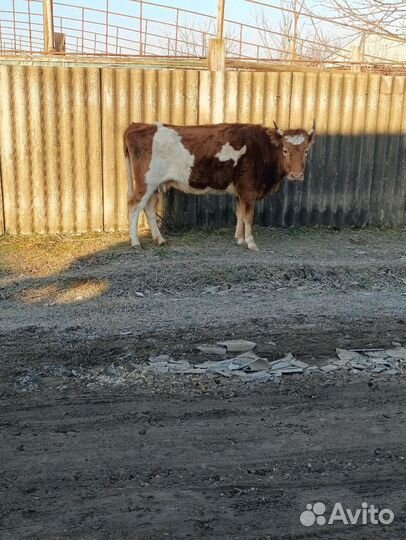 Коровы И телята