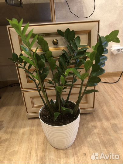 Комнатные цветы