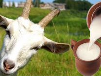 Продаю козье молоко картинки