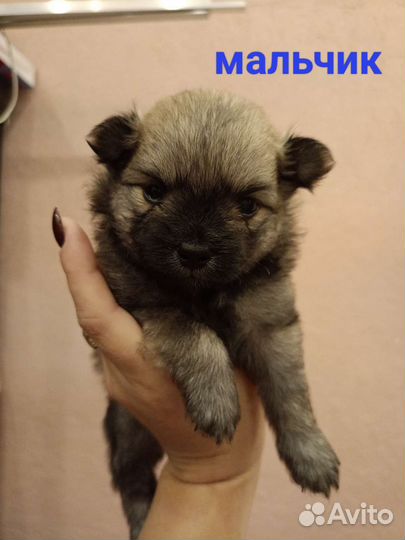 Щенки шпица