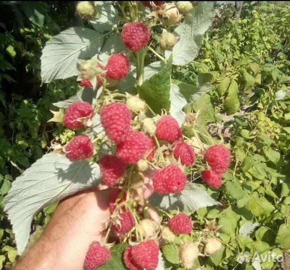 Саженцы ремонтантной малины