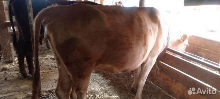 Коровы телята бычки