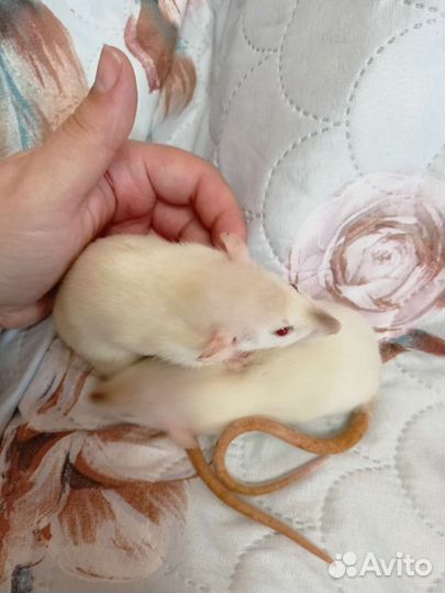 Крысята сиамские девочки