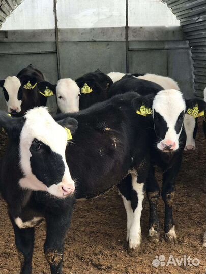 Бычки и телята