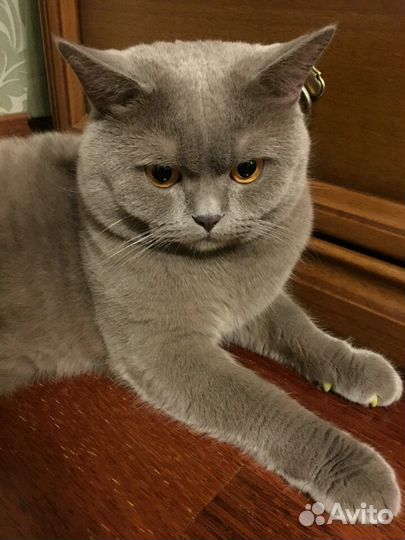 Кот на вязку