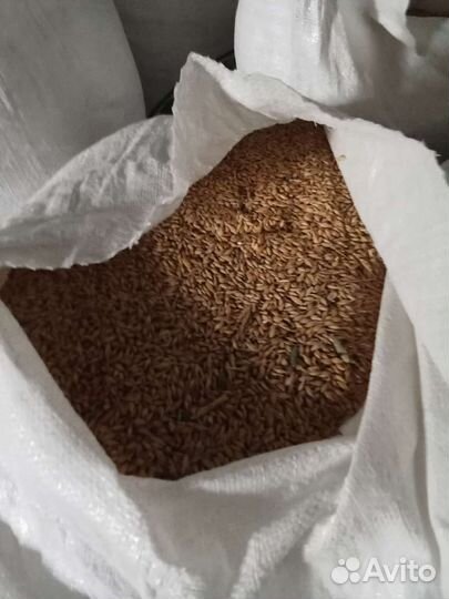 Озимый ячмень в мешках