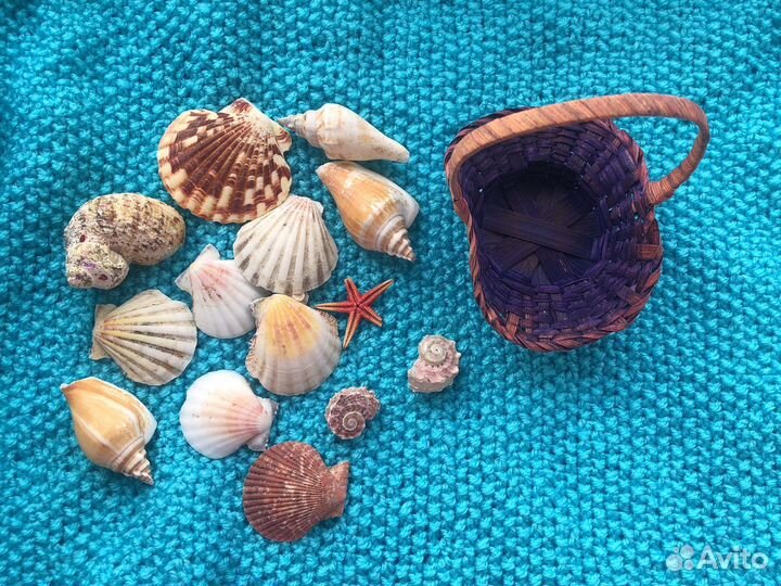 Морские ракушки с плетеной корзинкой
