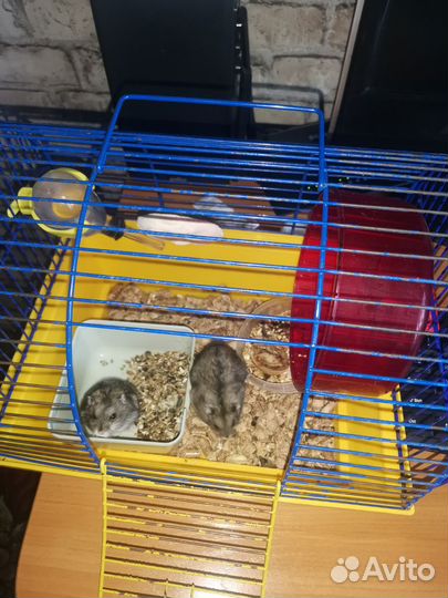 Хомяки джунгарики с клеткой