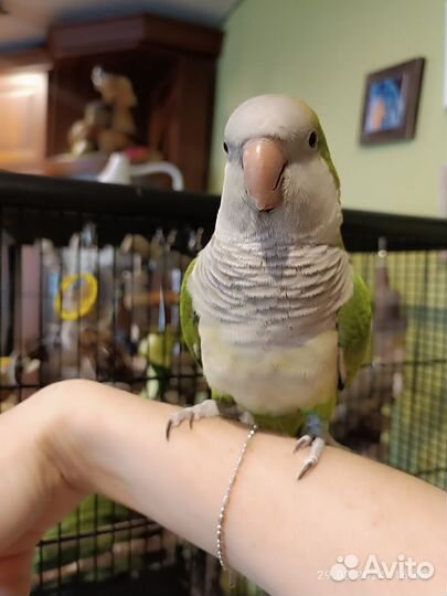 Ручной попугай Монах Квакер Калита