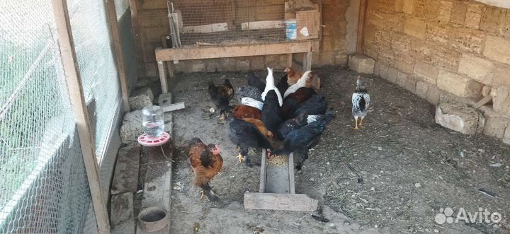 Куры молодки оптом
