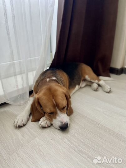 Вязка кобель Бигль