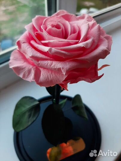 Роза в колбе