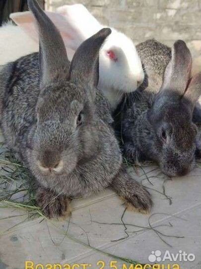 Кролики бабочки