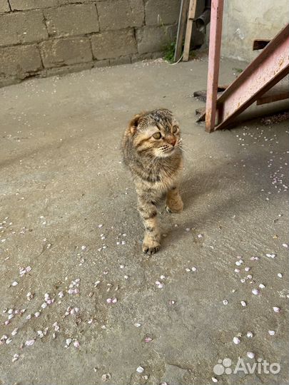 Девочка вислоухая бесплатно