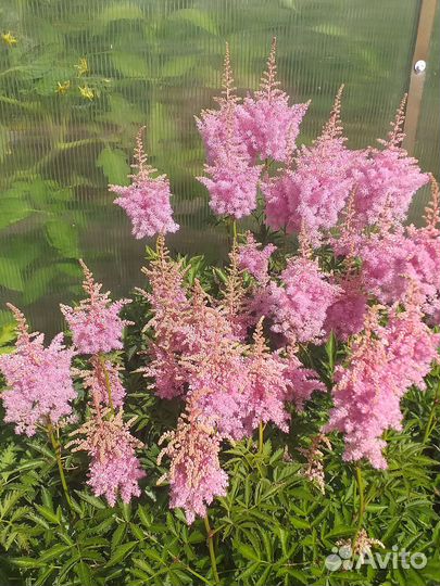 Астильба саженцы