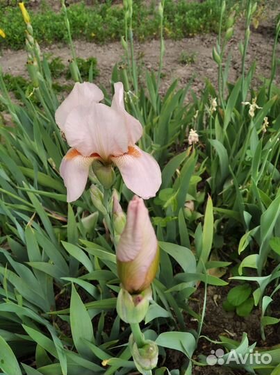 Цветы(ирис бородатые)