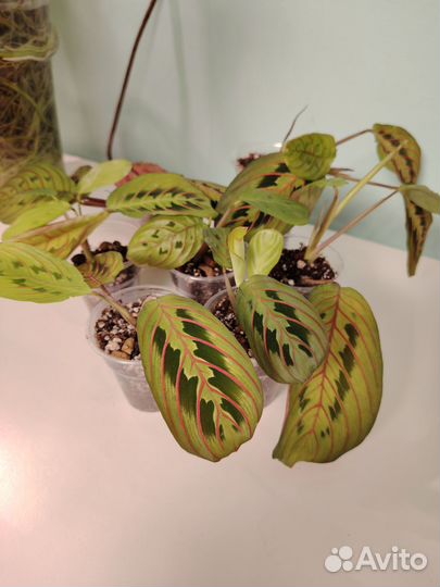 Маранта триколор