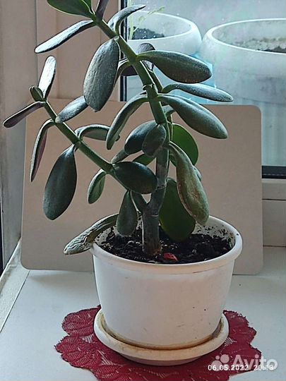 Денежное дерево толстянка крассула